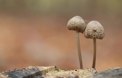 <i class='fa fa-user'></i>&nbsp;Ben Aalders&nbsp;|  Mycena sp.&nbsp; <i class='fa fa-eye'>&nbsp;86</i> &nbsp;<i class='fa fa-thumbs-up'>&nbsp;1</i> &nbsp; <i class='fa fa-comment-o'>&nbsp;5</i>