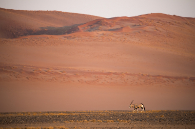 <i class='fa fa-user'></i>&nbsp;Bert Ooms&nbsp;|  Gemsbok&nbsp; <i class='fa fa-eye'>&nbsp;163</i> &nbsp;<i class='fa fa-thumbs-up'>&nbsp;6</i> &nbsp; <i class='fa fa-comment-o'>&nbsp;8</i>