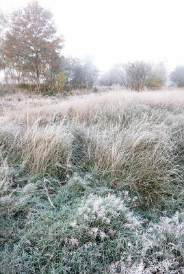 <i class='fa fa-user'></i>&nbsp;nelappelmelk&nbsp;|  Winterse speldenprik&nbsp; <i class='fa fa-eye'>&nbsp;98</i> &nbsp; <i class='fa fa-comment-o'>&nbsp;5</i>