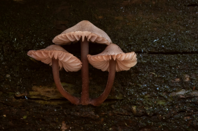<i class='fa fa-user'></i>&nbsp;Johan van Gurp&nbsp;|  Grote Bloedsteelmycena&nbsp; <i class='fa fa-eye'>&nbsp;101</i> &nbsp;<i class='fa fa-thumbs-up'>&nbsp;3</i> &nbsp; <i class='fa fa-comment-o'>&nbsp;5</i>