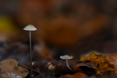 <i class='fa fa-user'></i>&nbsp;Nicwil15&nbsp;|  Melksteelmycena&nbsp; <i class='fa fa-eye'>&nbsp;71</i> &nbsp; <i class='fa fa-comment-o'>&nbsp;3</i>