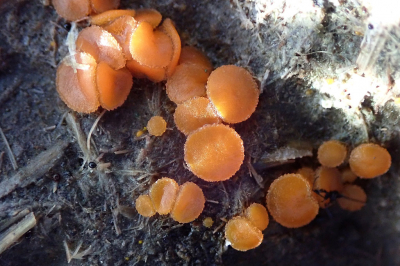 <i class='fa fa-user'></i>&nbsp;A. Soeting&nbsp;|  Oranje Mestzwammetje&nbsp; <i class='fa fa-eye'>&nbsp;79</i> &nbsp; <i class='fa fa-comment-o'>&nbsp;2</i>