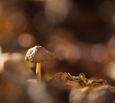 <i class='fa fa-user'></i>&nbsp;susan meijnders&nbsp;|  Mycena sp.&nbsp; <i class='fa fa-eye'>&nbsp;75</i> &nbsp;<i class='fa fa-thumbs-up'>&nbsp;1</i> &nbsp; <i class='fa fa-comment-o'>&nbsp;3</i>