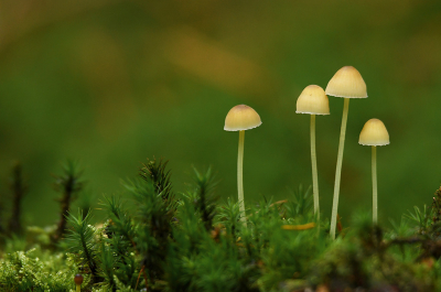 <i class='fa fa-user'></i>&nbsp;Eric Gibcus&nbsp;|  Mycena sp.&nbsp; <i class='fa fa-eye'>&nbsp;73</i> &nbsp; <i class='fa fa-comment-o'>&nbsp;2</i>