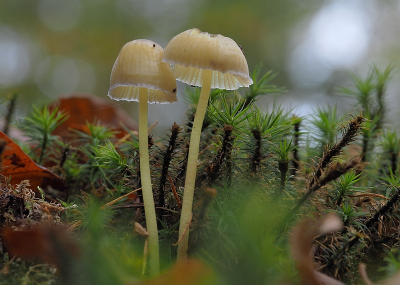 <i class='fa fa-user'></i>&nbsp;Tim Oord&nbsp;|  Dennenkleefsteelmycena&nbsp; <i class='fa fa-eye'>&nbsp;74</i> &nbsp; <i class='fa fa-comment-o'>&nbsp;2</i>