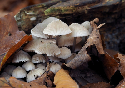 <i class='fa fa-user'></i>&nbsp;Tim Oord&nbsp;|  Bundelmycena&nbsp; <i class='fa fa-eye'>&nbsp;60</i> &nbsp; <i class='fa fa-comment-o'>&nbsp;3</i>