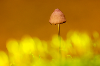 <i class='fa fa-user'></i>&nbsp;BJBel&nbsp;|  Kleine Bloedsteelmycena&nbsp; <i class='fa fa-eye'>&nbsp;76</i> &nbsp;<i class='fa fa-thumbs-up'>&nbsp;1</i> &nbsp; <i class='fa fa-comment-o'>&nbsp;5</i>