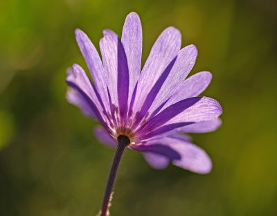 <i class='fa fa-user'></i>&nbsp;Cor&nbsp;|  Blauwe Anemoon&nbsp; <i class='fa fa-eye'>&nbsp;64</i> &nbsp; <i class='fa fa-comment-o'>&nbsp;5</i>