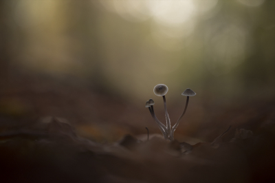 <i class='fa fa-user'></i>&nbsp;daan de vos&nbsp;|  Bundelmycena&nbsp; <i class='fa fa-eye'>&nbsp;160</i> &nbsp;<i class='fa fa-thumbs-up'>&nbsp;17</i> &nbsp; <i class='fa fa-comment-o'>&nbsp;11</i>