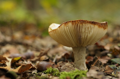 <i class='fa fa-user'></i>&nbsp;Edwin C&nbsp;|  Geelwitte Russula&nbsp; <i class='fa fa-eye'>&nbsp;78</i> &nbsp; <i class='fa fa-comment-o'>&nbsp;3</i>