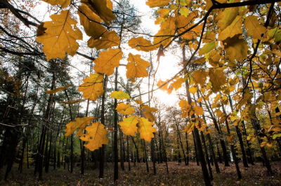 <i class='fa fa-user'></i>&nbsp;David&nbsp;|  Herfstbladeren in het bos&nbsp; <i class='fa fa-eye'>&nbsp;75</i> &nbsp; <i class='fa fa-comment-o'>&nbsp;1</i>