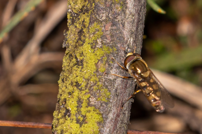 Een Terrasjeskommavlieg vanaf bijna 2m gefotografeerd met tele en HSS flitser maakt het wel een heel mooi insekt.