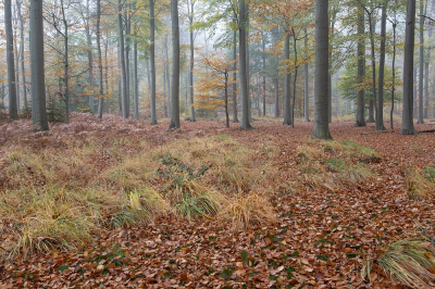 <i class='fa fa-user'></i>&nbsp;Johan van Gurp&nbsp;|  Herfst in het Liesbos&nbsp; <i class='fa fa-eye'>&nbsp;107</i> &nbsp; <i class='fa fa-comment-o'>&nbsp;4</i>