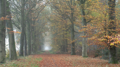 <i class='fa fa-user'></i>&nbsp;Johan van Gurp&nbsp;|  Herfst in het Liesbos 2&nbsp; <i class='fa fa-eye'>&nbsp;80</i> &nbsp; <i class='fa fa-comment-o'>&nbsp;3</i>