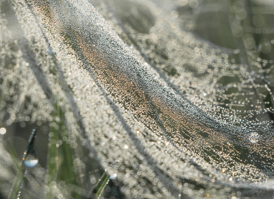 <i class='fa fa-user'></i>&nbsp;Truus Aletta Maan&nbsp;|  Spinnenweb&nbsp; <i class='fa fa-eye'>&nbsp;81</i> &nbsp; <i class='fa fa-comment-o'>&nbsp;3</i>