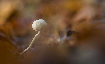 <i class='fa fa-user'></i>&nbsp;David&nbsp;|  Mycena sp.&nbsp; <i class='fa fa-eye'>&nbsp;79</i> &nbsp;<i class='fa fa-thumbs-up'>&nbsp;2</i> &nbsp; <i class='fa fa-comment-o'>&nbsp;3</i>