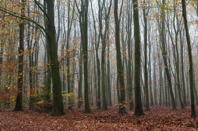 <i class='fa fa-user'></i>&nbsp;David&nbsp;|  Herfst in het bos&nbsp; <i class='fa fa-eye'>&nbsp;92</i> &nbsp; <i class='fa fa-comment-o'>&nbsp;1</i>