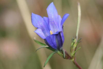 Gelukkig zijn deze mooie plantjes nog in het Dwingelderveld te vinden. Daarbij komt dat hier ook de Gentiaanblauwtjes nog te vinden zijn en deze bloemen hard nodig hebben voor de voortplanting