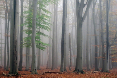 <i class='fa fa-user'></i>&nbsp;boerke&nbsp;|  Mistig beukenbos 2&nbsp; <i class='fa fa-eye'>&nbsp;208</i> &nbsp;<i class='fa fa-thumbs-up'>&nbsp;20</i> &nbsp; <i class='fa fa-comment-o'>&nbsp;9</i>