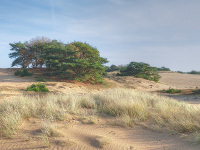 <i class='fa fa-user'></i>&nbsp;Tim Oord&nbsp;|  Impressie Kale Duinen&nbsp; <i class='fa fa-eye'>&nbsp;84</i> &nbsp; <i class='fa fa-comment-o'>&nbsp;5</i>