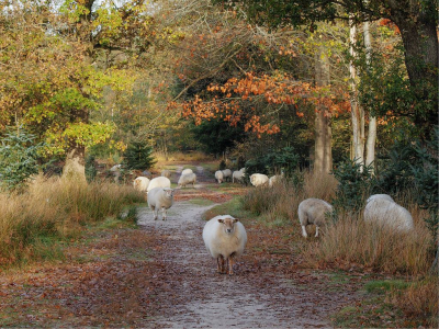 <i class='fa fa-user'></i>&nbsp;Tim Oord&nbsp;|  Schapen in landschap&nbsp; <i class='fa fa-eye'>&nbsp;124</i> &nbsp;<i class='fa fa-thumbs-up'>&nbsp;2</i> &nbsp; <i class='fa fa-comment-o'>&nbsp;3</i>