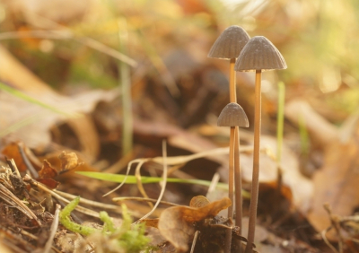 <i class='fa fa-user'></i>&nbsp;Jasper&nbsp;|  Mycena sp.&nbsp; <i class='fa fa-eye'>&nbsp;74</i> &nbsp; <i class='fa fa-comment-o'>&nbsp;2</i>