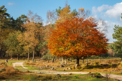 <i class='fa fa-user'></i>&nbsp;Henk Bouter&nbsp;|  Herfst Landschap&nbsp; <i class='fa fa-eye'>&nbsp;117</i> &nbsp;<i class='fa fa-thumbs-up'>&nbsp;1</i> &nbsp; <i class='fa fa-comment-o'>&nbsp;7</i>
