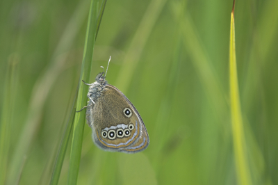 <i class='fa fa-user'></i>&nbsp;F.Koopman&nbsp;|  Goudooghooibeestje&nbsp; <i class='fa fa-eye'>&nbsp;100</i> &nbsp;<i class='fa fa-thumbs-up'>&nbsp;1</i> &nbsp; <i class='fa fa-comment-o'>&nbsp;2</i>