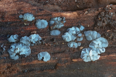 <i class='fa fa-user'></i>&nbsp;Johan van Gurp&nbsp;|  Gedrongen Mollisia&nbsp; <i class='fa fa-eye'>&nbsp;105</i> &nbsp;<i class='fa fa-thumbs-up'>&nbsp;2</i> &nbsp; <i class='fa fa-comment-o'>&nbsp;4</i>