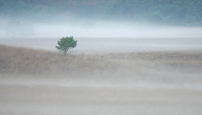 <i class='fa fa-user'></i>&nbsp;nelappelmelk&nbsp;|  Boompje in de mist&nbsp; <i class='fa fa-eye'>&nbsp;138</i> &nbsp;<i class='fa fa-thumbs-up'>&nbsp;6</i> &nbsp; <i class='fa fa-comment-o'>&nbsp;9</i>