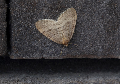 <i class='fa fa-user'></i>&nbsp;Ad Sprang&nbsp;|  Kleine Wintervlinder&nbsp; <i class='fa fa-eye'>&nbsp;90</i> &nbsp; <i class='fa fa-comment-o'>&nbsp;5</i>