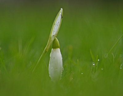 <i class='fa fa-user'></i>&nbsp;Cor&nbsp;|  Gewoon Sneeuwklokje&nbsp; <i class='fa fa-eye'>&nbsp;145</i> &nbsp;<i class='fa fa-thumbs-up'>&nbsp;8</i> &nbsp; <i class='fa fa-comment-o'>&nbsp;9</i>