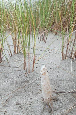 Vorige week maakten we een tochtje door de duinen bij Neeltje Jans. We waren eigenlijk op zoek naar Zandtulpjes, maar deze stinkzwam moest toch ook echt even op de foto.