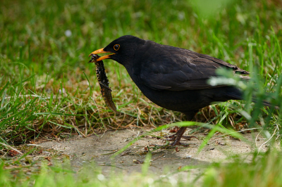 <i class='fa fa-user'></i>&nbsp;peter wijn&nbsp;|  Kleine Watersalamander&nbsp; <i class='fa fa-eye'>&nbsp;165</i> &nbsp;<i class='fa fa-thumbs-up'>&nbsp;3</i> &nbsp; <i class='fa fa-comment-o'>&nbsp;9</i>