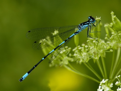 Nog een wat oudere......Tijdens een stukje fietsen met mijn jongste zoon...camera natuurlijk mee....kon ik deze watersnuffel vastleggen.

Gemaakt met Nikon D70s, 105mm, Iso 400, F7.1, 1/60.