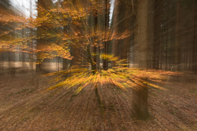 <i class='fa fa-user'></i>&nbsp;Truus Aletta Maan&nbsp;|  Herfst kleuren&nbsp; <i class='fa fa-eye'>&nbsp;185</i> &nbsp;<i class='fa fa-thumbs-up'>&nbsp;7</i> &nbsp; <i class='fa fa-comment-o'>&nbsp;11</i>