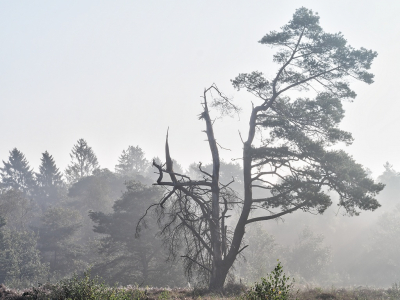 <i class='fa fa-user'></i>&nbsp;Tim Oord&nbsp;|  Kale boom in de mist&nbsp; <i class='fa fa-eye'>&nbsp;116</i> &nbsp;<i class='fa fa-thumbs-up'>&nbsp;1</i> &nbsp; <i class='fa fa-comment-o'>&nbsp;7</i>