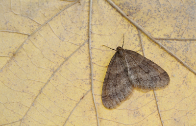 <i class='fa fa-user'></i>&nbsp;Ad Sprang&nbsp;|  Kleine Wintervlinder&nbsp; <i class='fa fa-eye'>&nbsp;89</i> &nbsp;<i class='fa fa-thumbs-up'>&nbsp;5</i> &nbsp; <i class='fa fa-comment-o'>&nbsp;8</i>