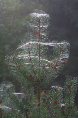 <i class='fa fa-user'></i> gertjanvv | Spinnen in de boom  <i class='fa fa-eye'> 110</i>   <i class='fa fa-comment-o'> 1</i>