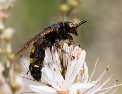 De foto is genomen in Portugal het insect lijkt op de Dolkwesp maar is het niet volgens mij en daarvan staan alleen foto's genomen in Griekenland op NP