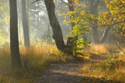 In de ochtend met tegenlicht. De zon stond nog laag en er waren wat nevelslierten.
Gemaakt vanaf statief.