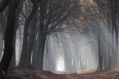 <i class='fa fa-user'></i>&nbsp;boerke&nbsp;|  Speulderbos&nbsp; <i class='fa fa-eye'>&nbsp;177</i> &nbsp;<i class='fa fa-thumbs-up'>&nbsp;9</i> &nbsp; <i class='fa fa-comment-o'>&nbsp;10</i>