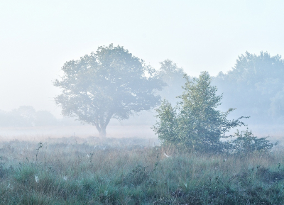 <i class='fa fa-user'></i>&nbsp;Tim Oord&nbsp;|  Nevelige ochtend&nbsp; <i class='fa fa-eye'>&nbsp;87</i> &nbsp; <i class='fa fa-comment-o'>&nbsp;3</i>
