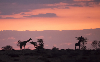 <i class='fa fa-user'></i>&nbsp;Bert Ooms&nbsp;|  Giraffe&nbsp; <i class='fa fa-eye'>&nbsp;133</i> &nbsp;<i class='fa fa-thumbs-up'>&nbsp;3</i> &nbsp; <i class='fa fa-comment-o'>&nbsp;4</i>