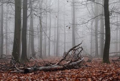 <i class='fa fa-user'></i>&nbsp;David&nbsp;|  Mist in het bos&nbsp; <i class='fa fa-eye'>&nbsp;127</i> &nbsp;<i class='fa fa-thumbs-up'>&nbsp;5</i> &nbsp; <i class='fa fa-comment-o'>&nbsp;6</i>