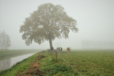 <i class='fa fa-user'></i>&nbsp;frbeuming&nbsp;|  Landschap met koeien&nbsp; <i class='fa fa-eye'>&nbsp;116</i> &nbsp; <i class='fa fa-comment-o'>&nbsp;3</i>