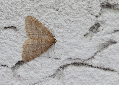<i class='fa fa-user'></i>&nbsp;Ad Sprang&nbsp;|  Kleine Wintervlinder&nbsp; <i class='fa fa-eye'>&nbsp;88</i> &nbsp; <i class='fa fa-comment-o'>&nbsp;7</i>