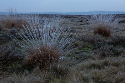 <i class='fa fa-user'></i>&nbsp;David&nbsp;|  Rijp op de Ginkelse Heide&nbsp; <i class='fa fa-eye'>&nbsp;95</i> &nbsp;<i class='fa fa-thumbs-up'>&nbsp;1</i> &nbsp; <i class='fa fa-comment-o'>&nbsp;1</i>