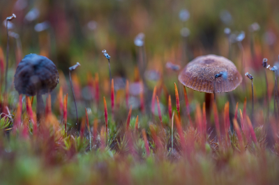 <i class='fa fa-user'></i>&nbsp;David&nbsp;|  Mycena sp.&nbsp; <i class='fa fa-eye'>&nbsp;125</i> &nbsp;<i class='fa fa-thumbs-up'>&nbsp;3</i> &nbsp; <i class='fa fa-comment-o'>&nbsp;6</i>
