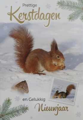 <i class='fa fa-user'></i>&nbsp;Ad Sprang&nbsp;|  Kleine Wintervlinder&nbsp; <i class='fa fa-eye'>&nbsp;41</i> &nbsp; <i class='fa fa-comment-o'>&nbsp;12</i>